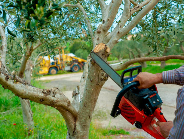 Best Local Tree Services  in Granite Falls, NC